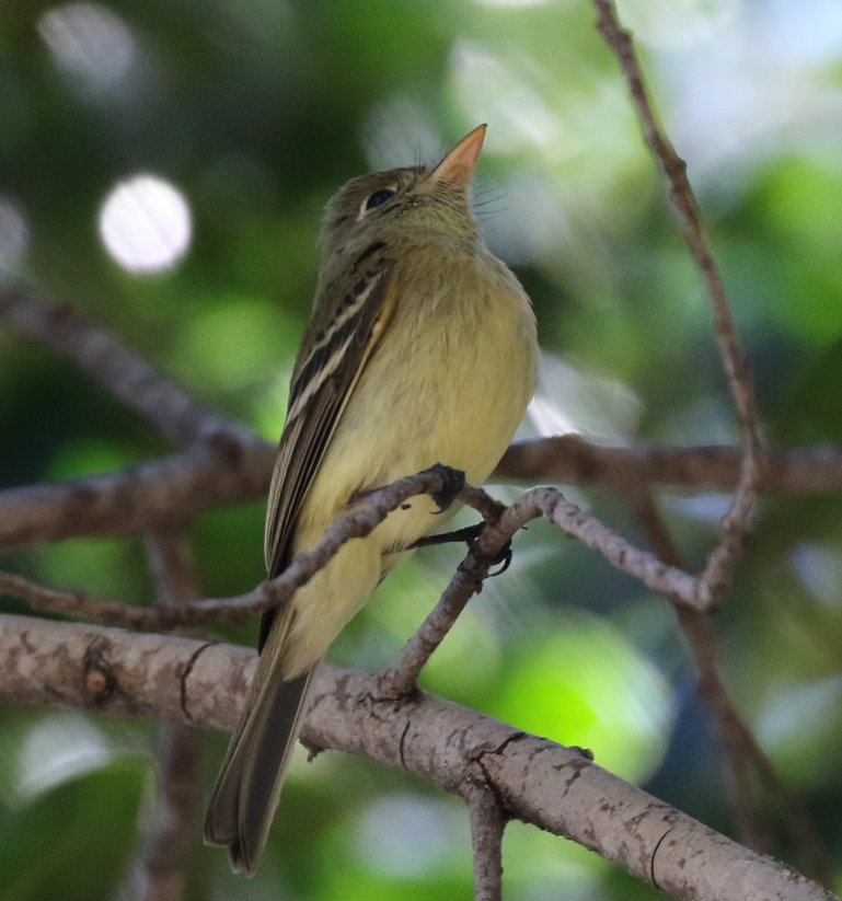 Western Flycatcher (Pacific-slope) - ML52785051