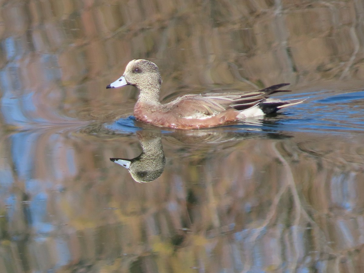 American Wigeon - Anne (Webster) Leight