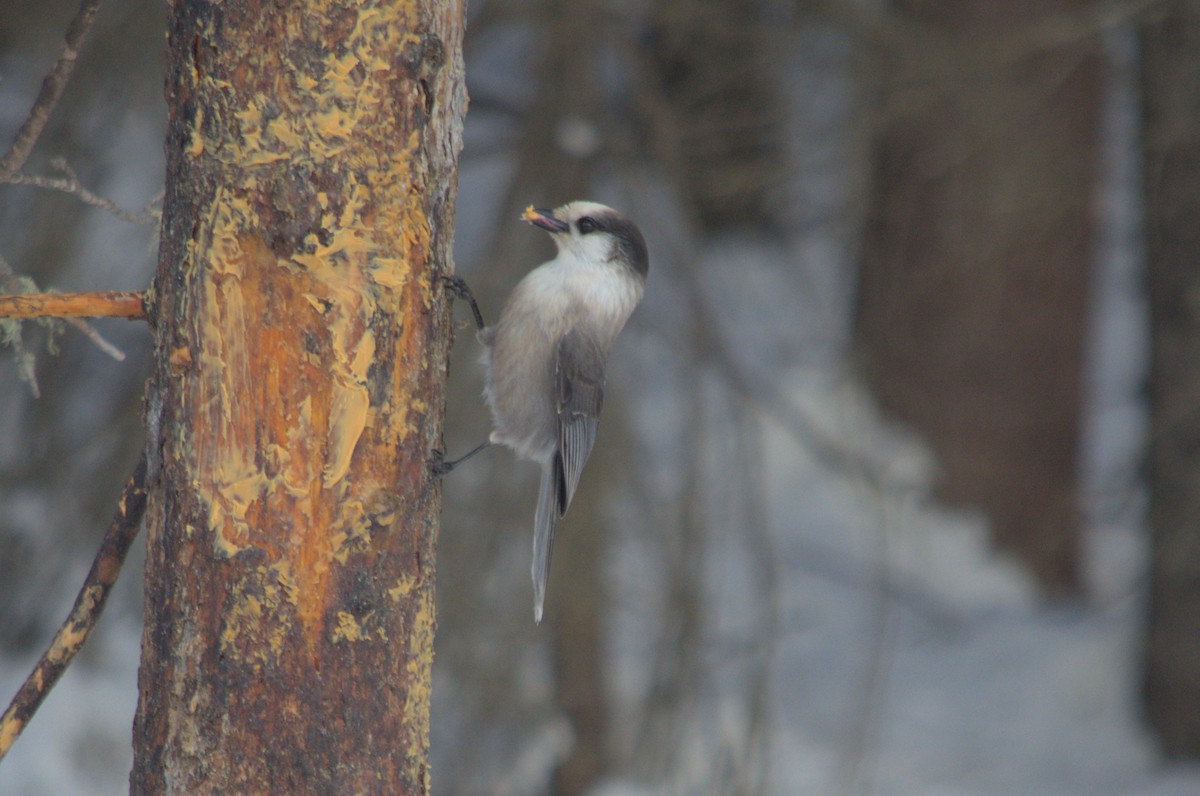 Canada Jay - Blaise Thompson