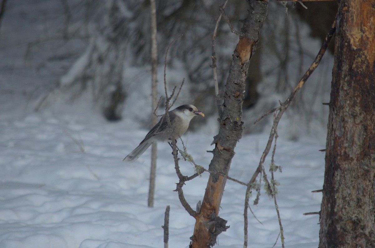 Canada Jay - ML527850601