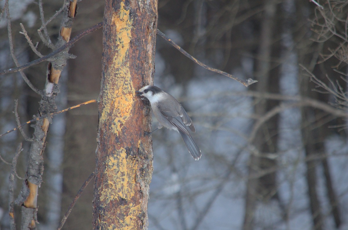 Canada Jay - ML527850611