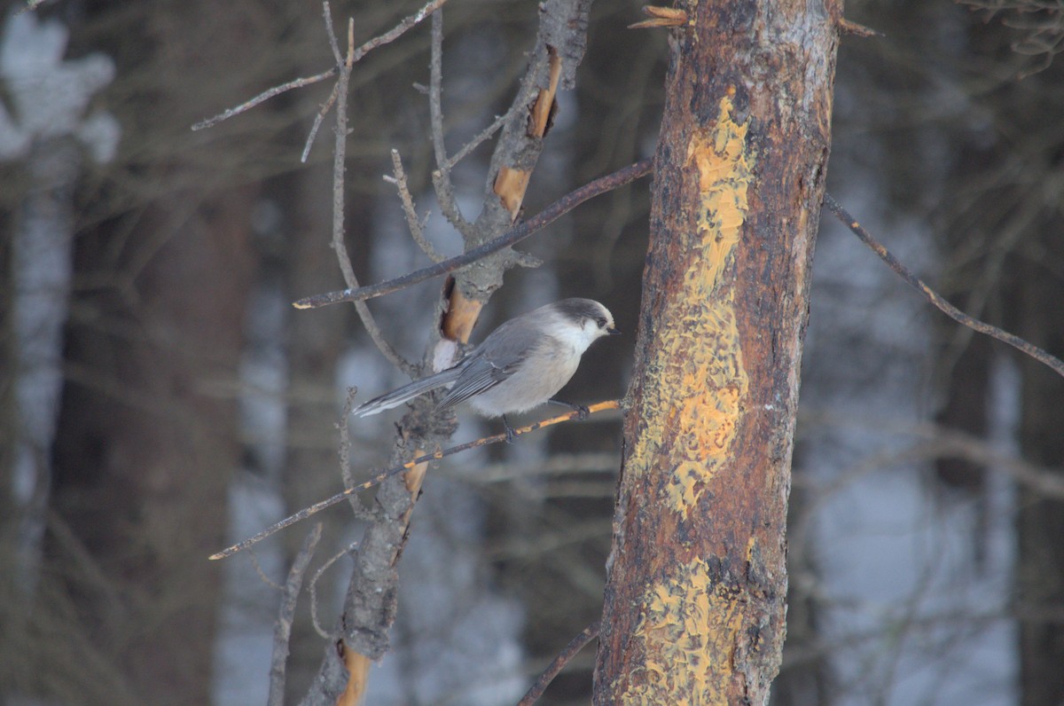 Canada Jay - ML527850621