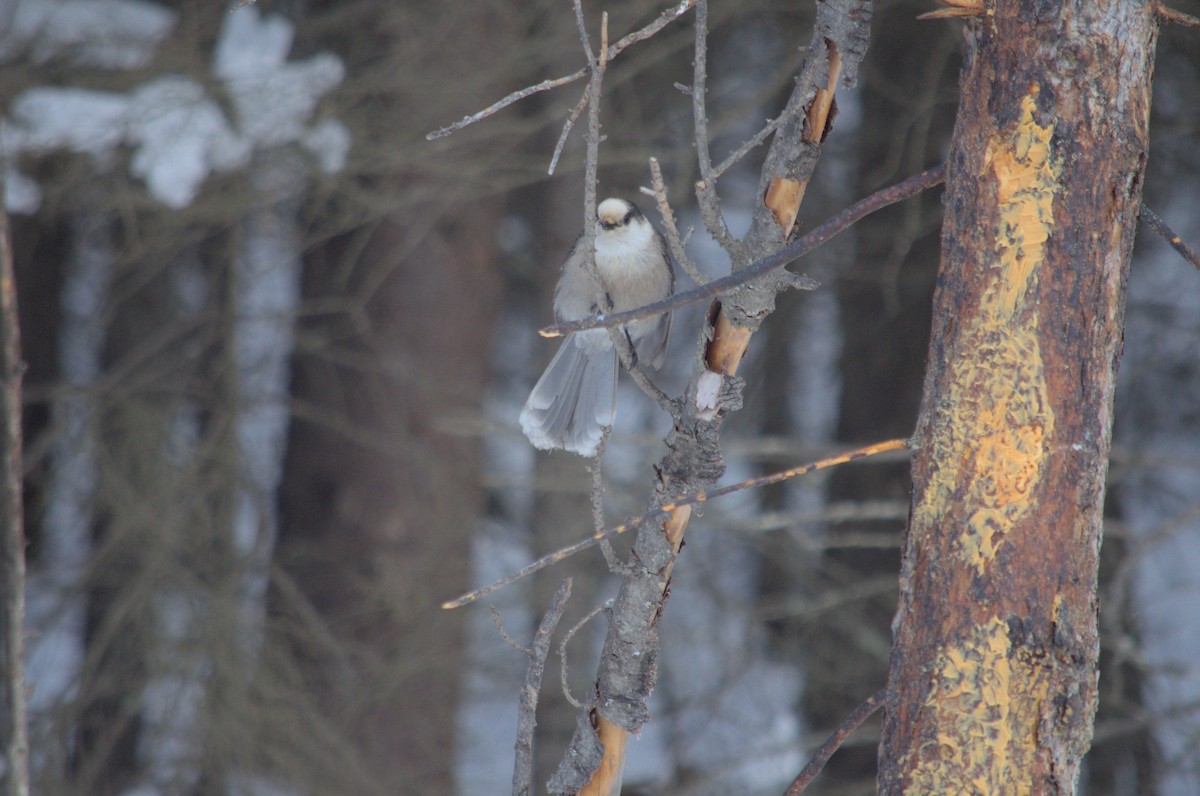 Canada Jay - ML527850631