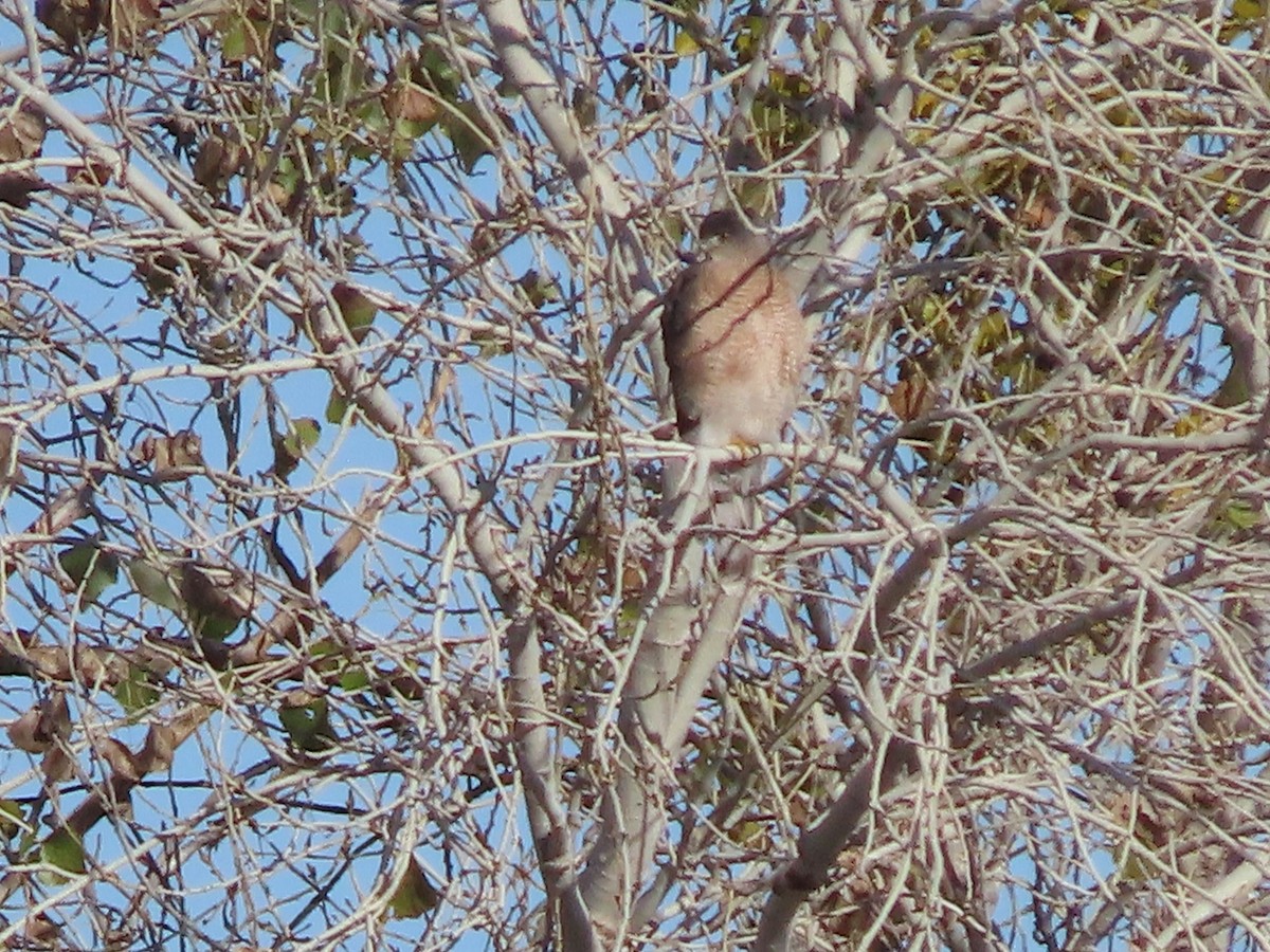 Cooper's Hawk - ML527851321