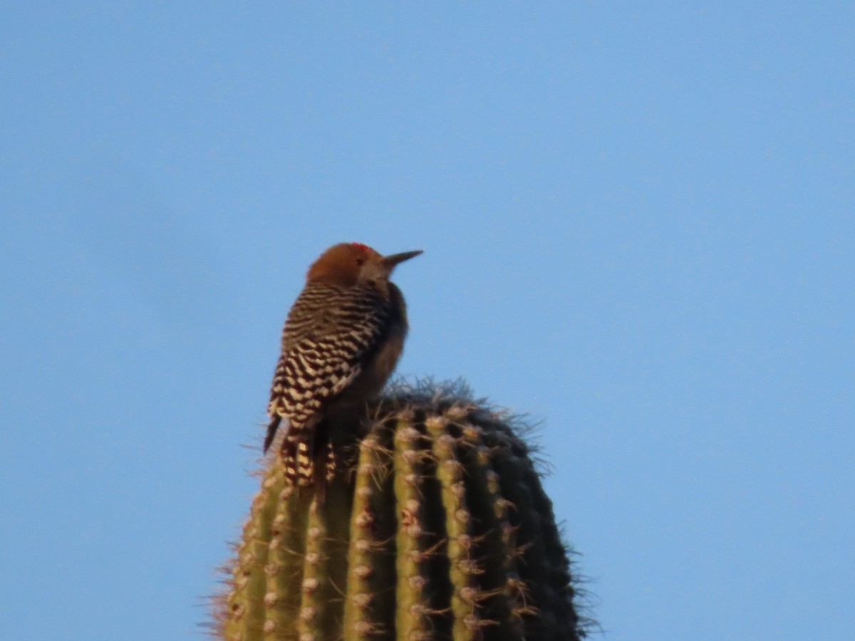 Pic des saguaros - ML527851581