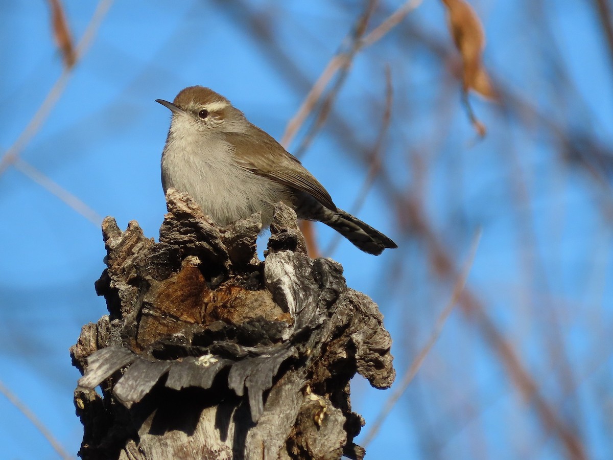 Bewick's Wren - Anne (Webster) Leight