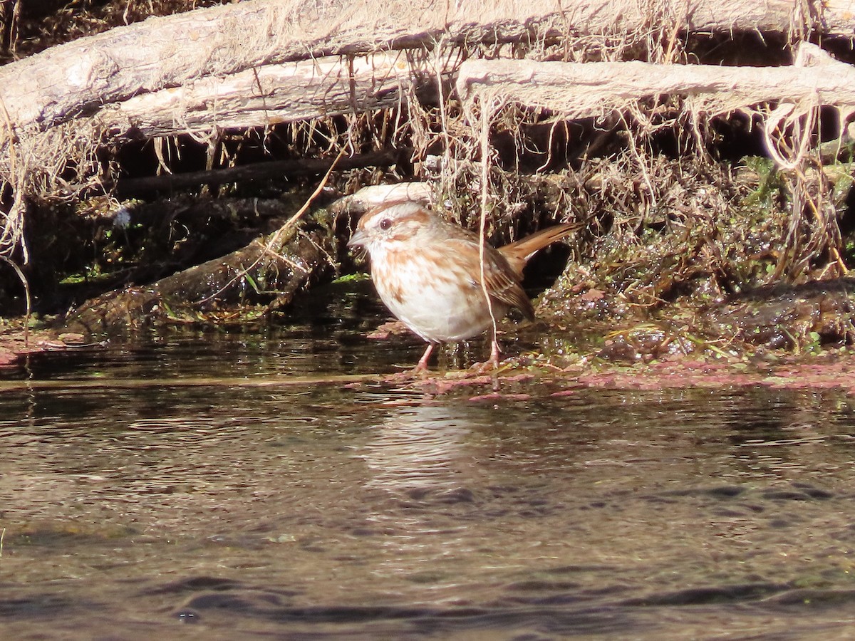 Song Sparrow - ML527852571