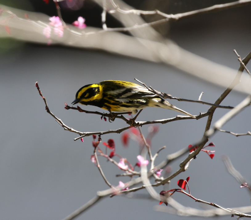 Townsend's Warbler - ML52785261