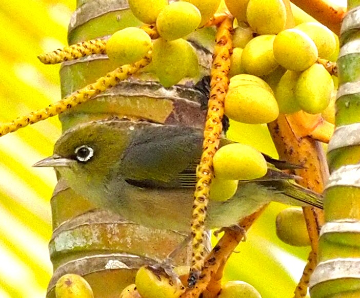 Silvereye - ML527852811