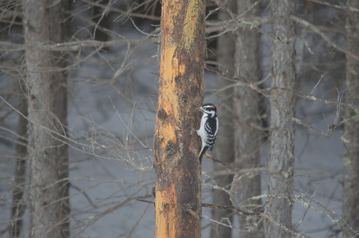 Hairy Woodpecker - ML527853161