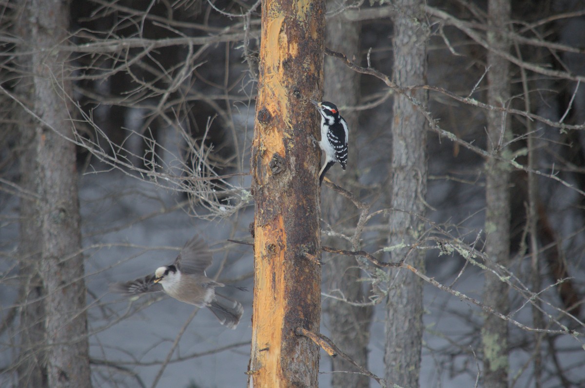 Hairy Woodpecker - ML527853171