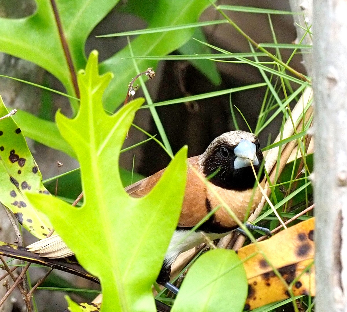 Chestnut-breasted Munia - ML527853241