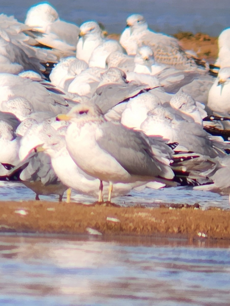 Gaviota Californiana - ML527853371