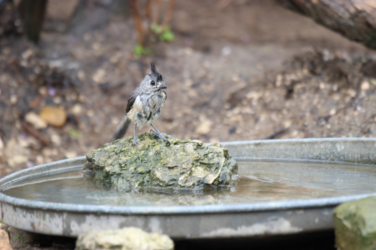 Black-crested Titmouse - ML527854291