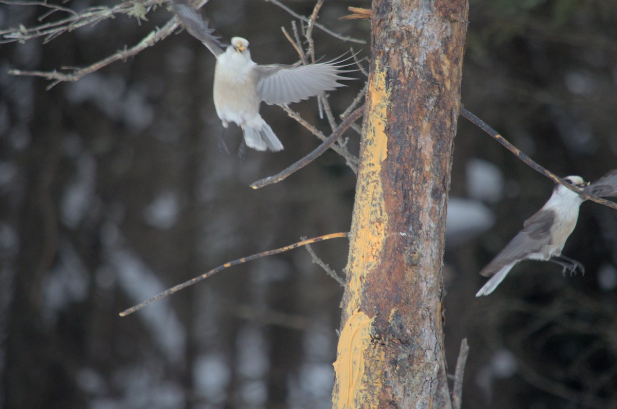 Canada Jay - ML527854681