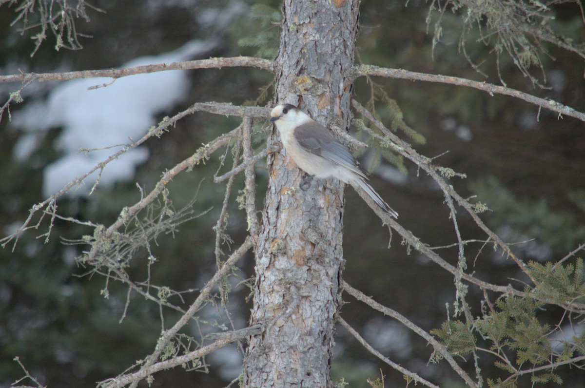 Canada Jay - ML527854691