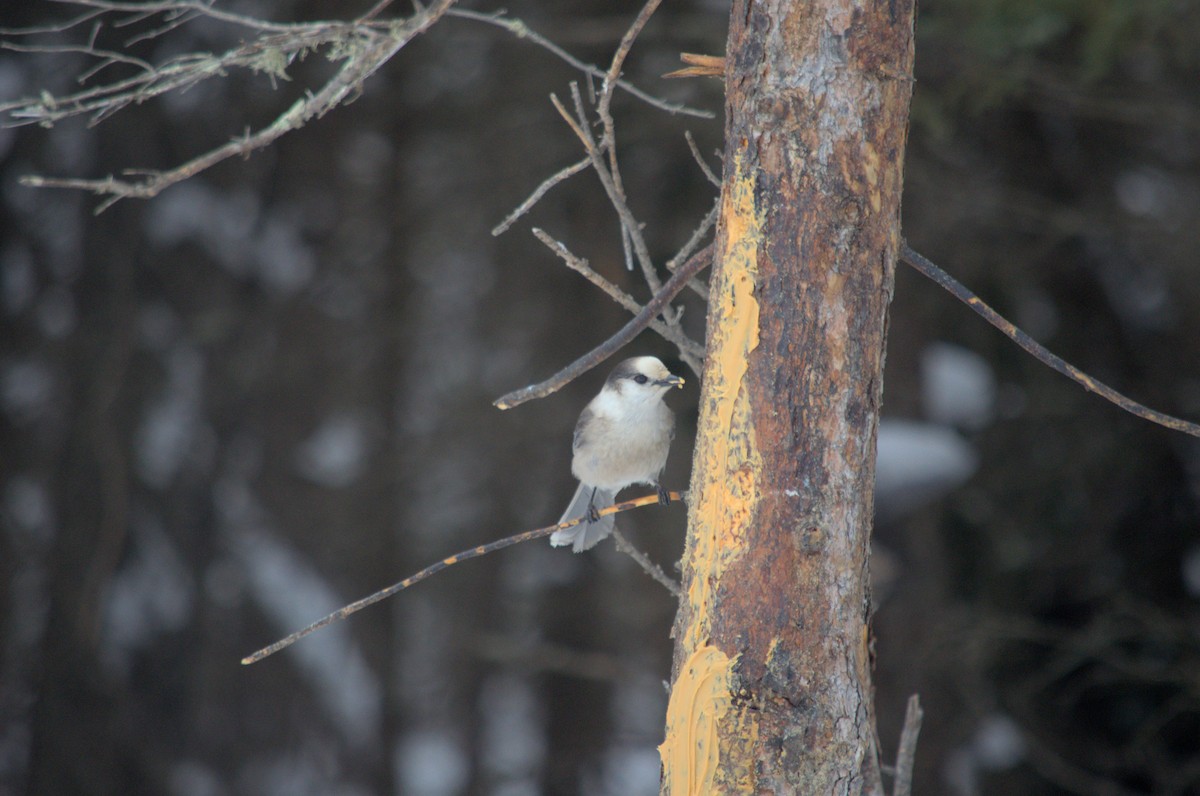 Canada Jay - ML527854711