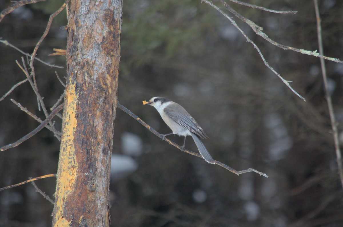 Canada Jay - ML527854721