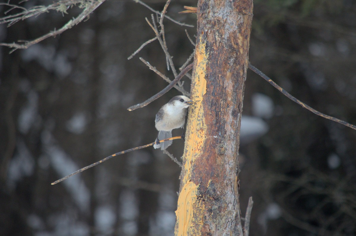 Canada Jay - ML527854731