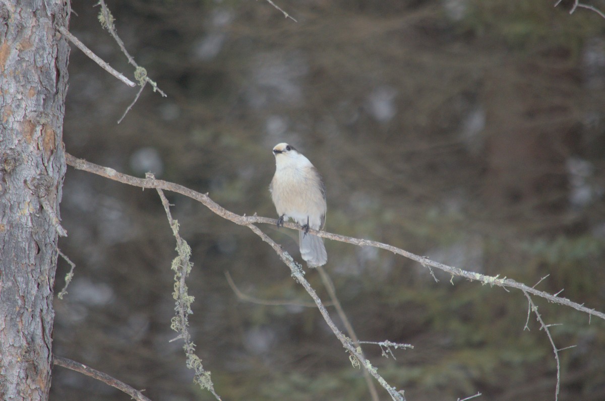 Canada Jay - ML527854811