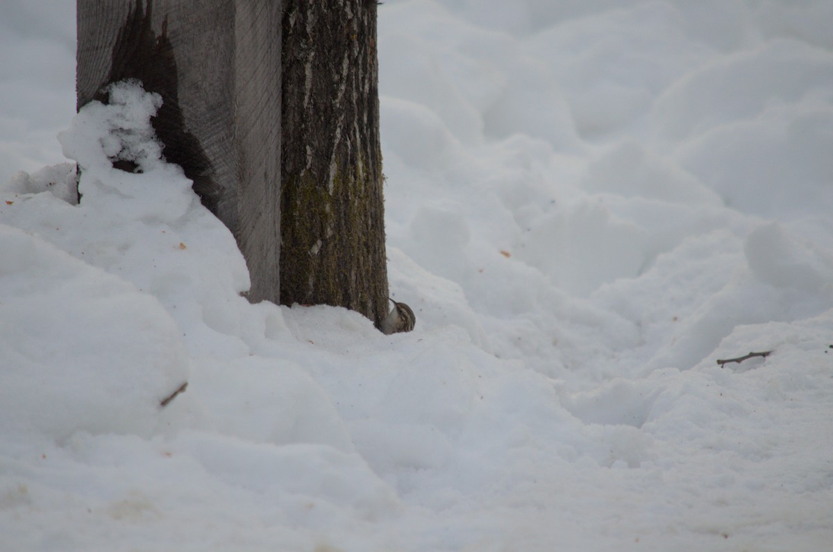 Brown Creeper - ML527855891