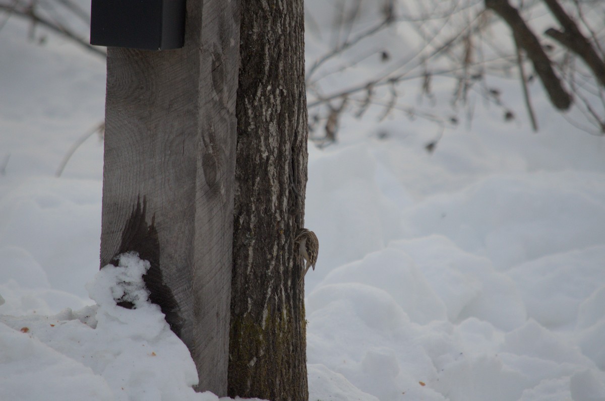 Brown Creeper - ML527855901