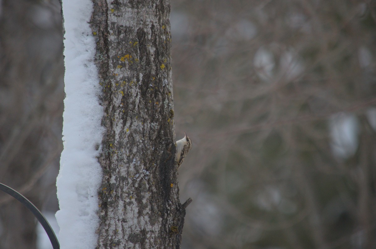 Brown Creeper - ML527855911