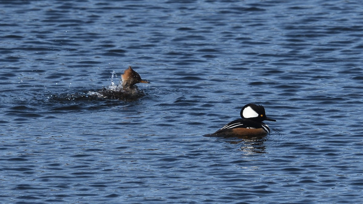 Hooded Merganser - Shane Carroll