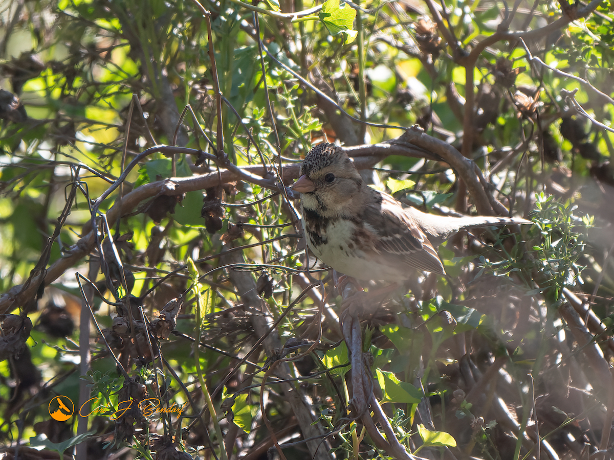 Harris's Sparrow - ML527856701
