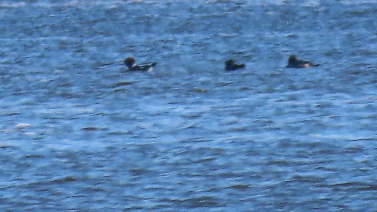 Common Goldeneye - ML527856831