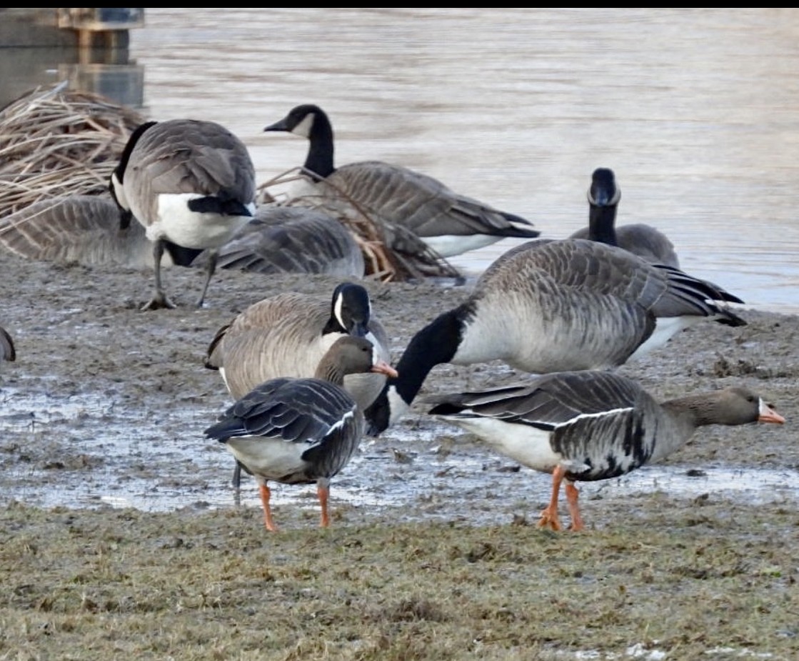 Greater White-fronted Goose - ML527858571