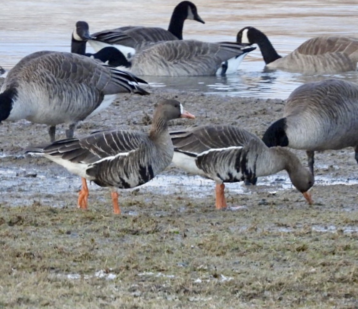 Greater White-fronted Goose - ML527858581