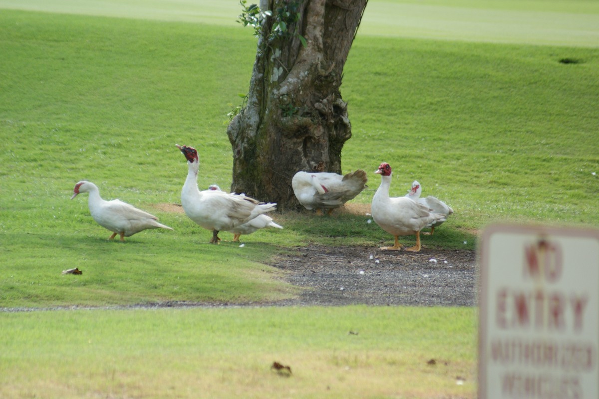 Muscovy Duck (Domestic type) - ML52785941