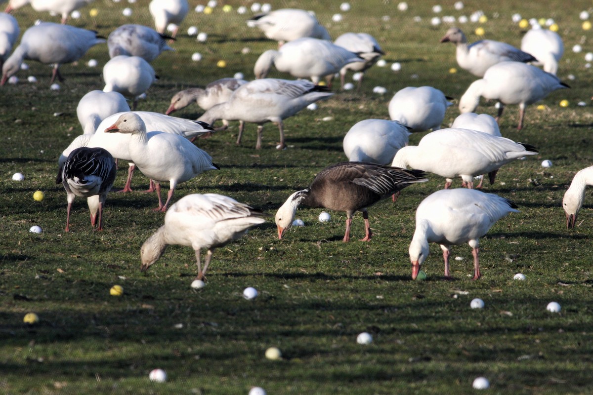 Snow Goose - ML52786201