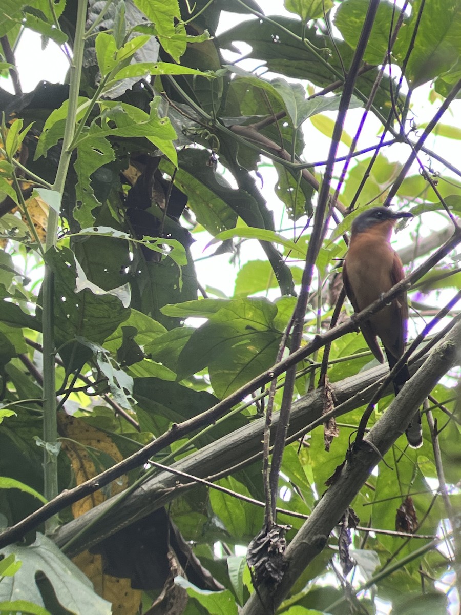 Gray-capped Cuckoo - ML527862661