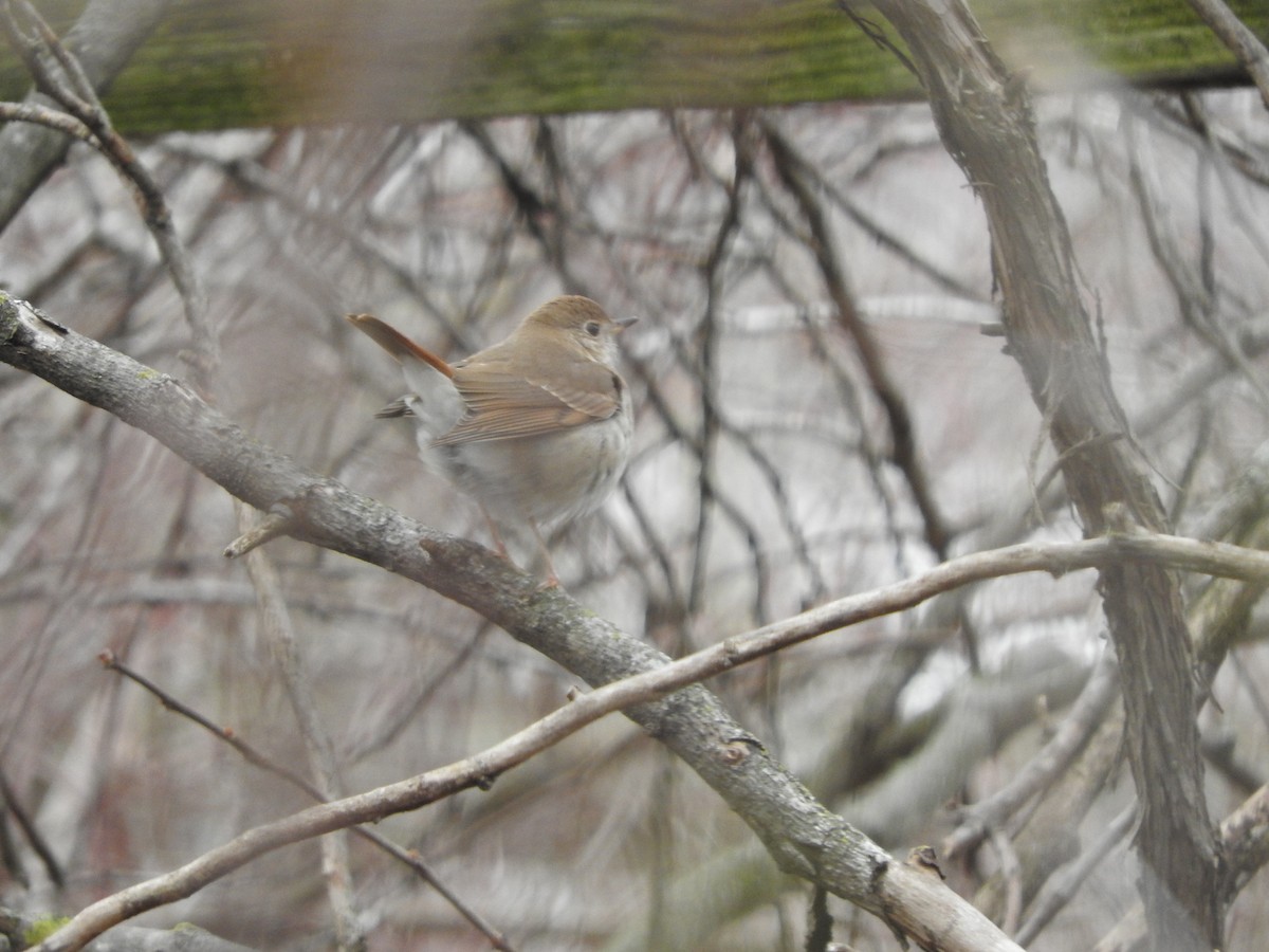 Hermit Thrush - ML52786351