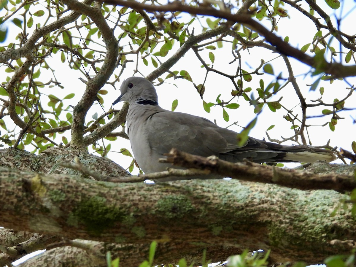 Eurasian Collared-Dove - Sandy and Stephen Birge