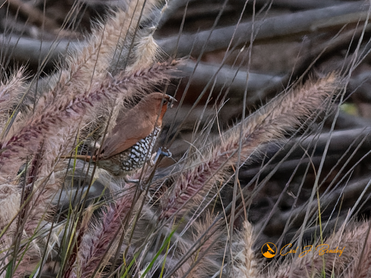 Scaly-breasted Munia - ML527863991