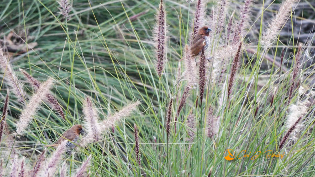 Scaly-breasted Munia - ML527864001