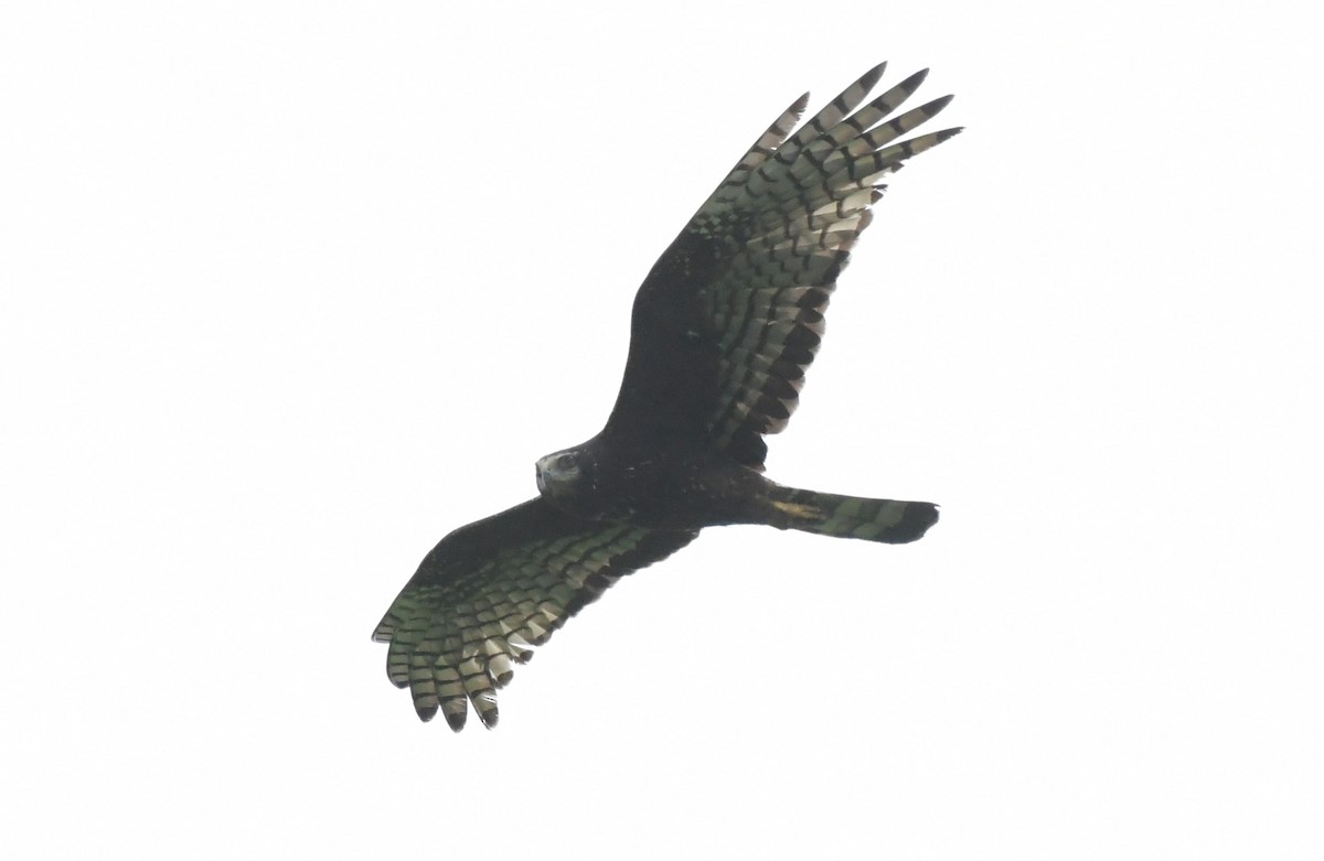 Long-winged Harrier - ML527864811