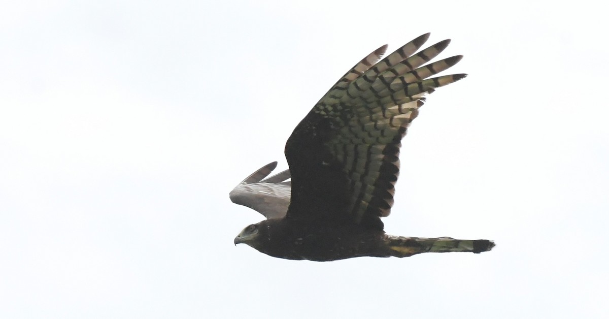 Long-winged Harrier - ML527864821