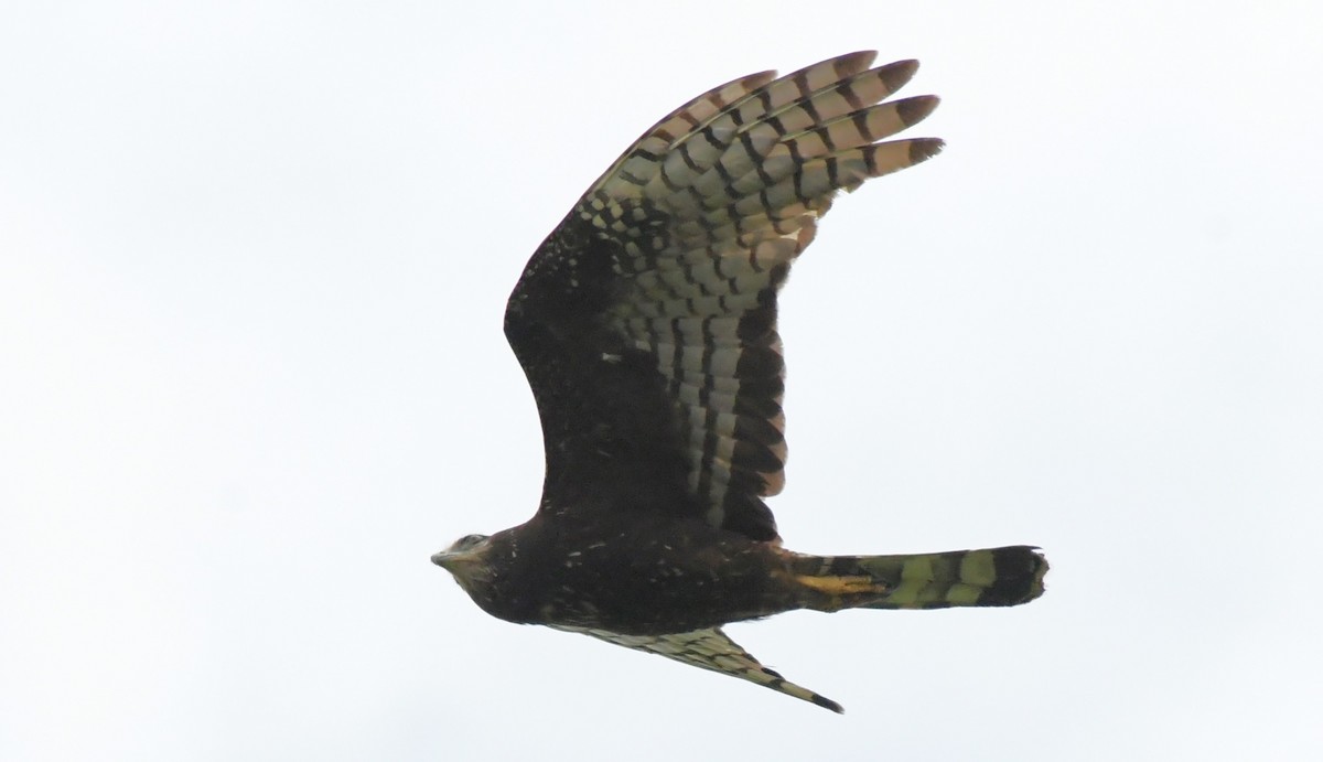 Long-winged Harrier - ML527864841