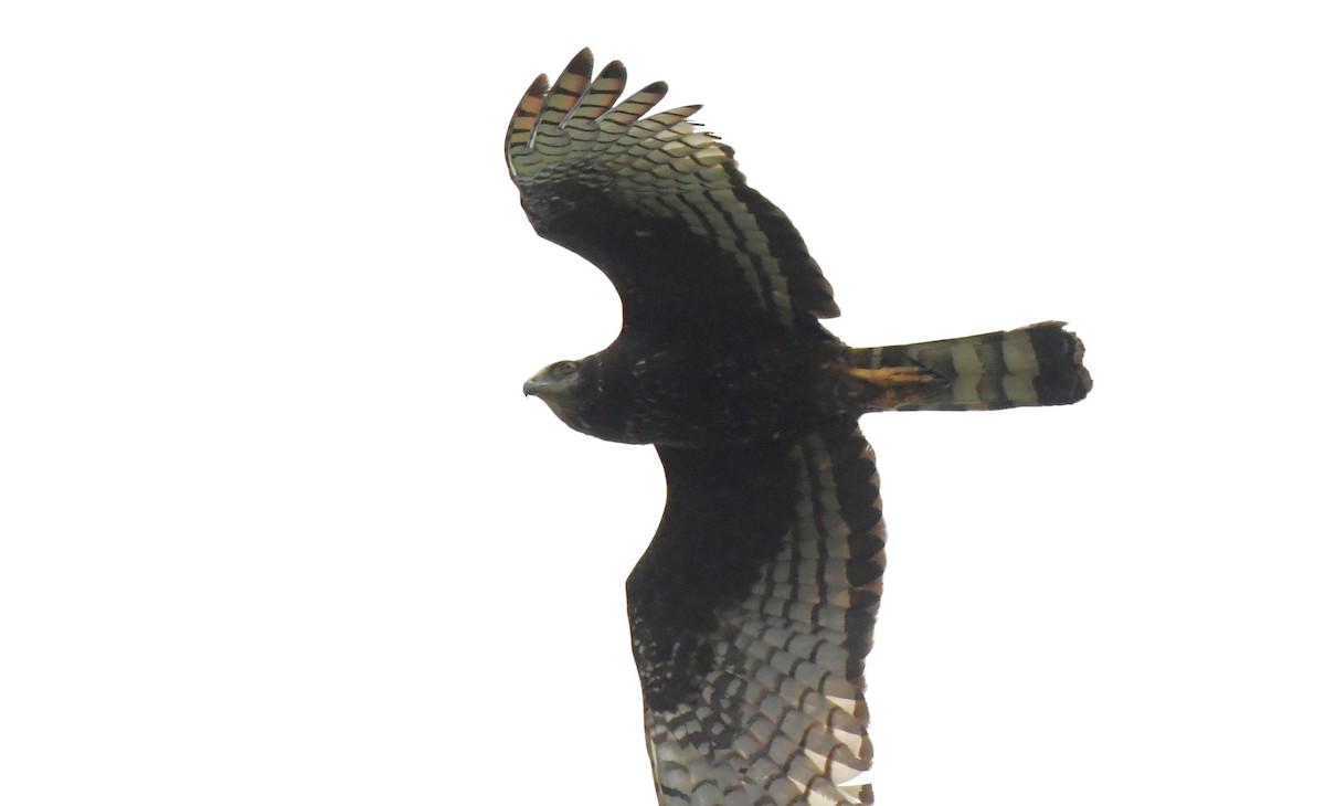 Long-winged Harrier - ML527864871