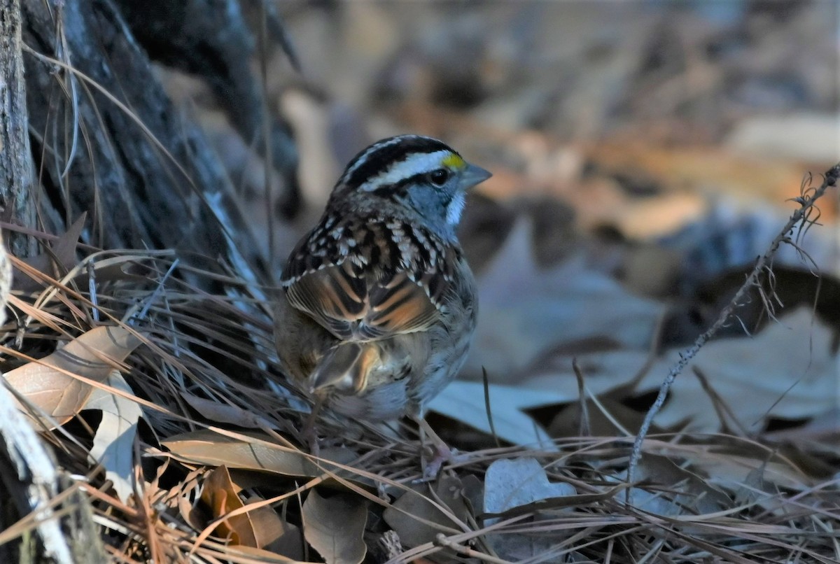 White-throated Sparrow - ML527865271