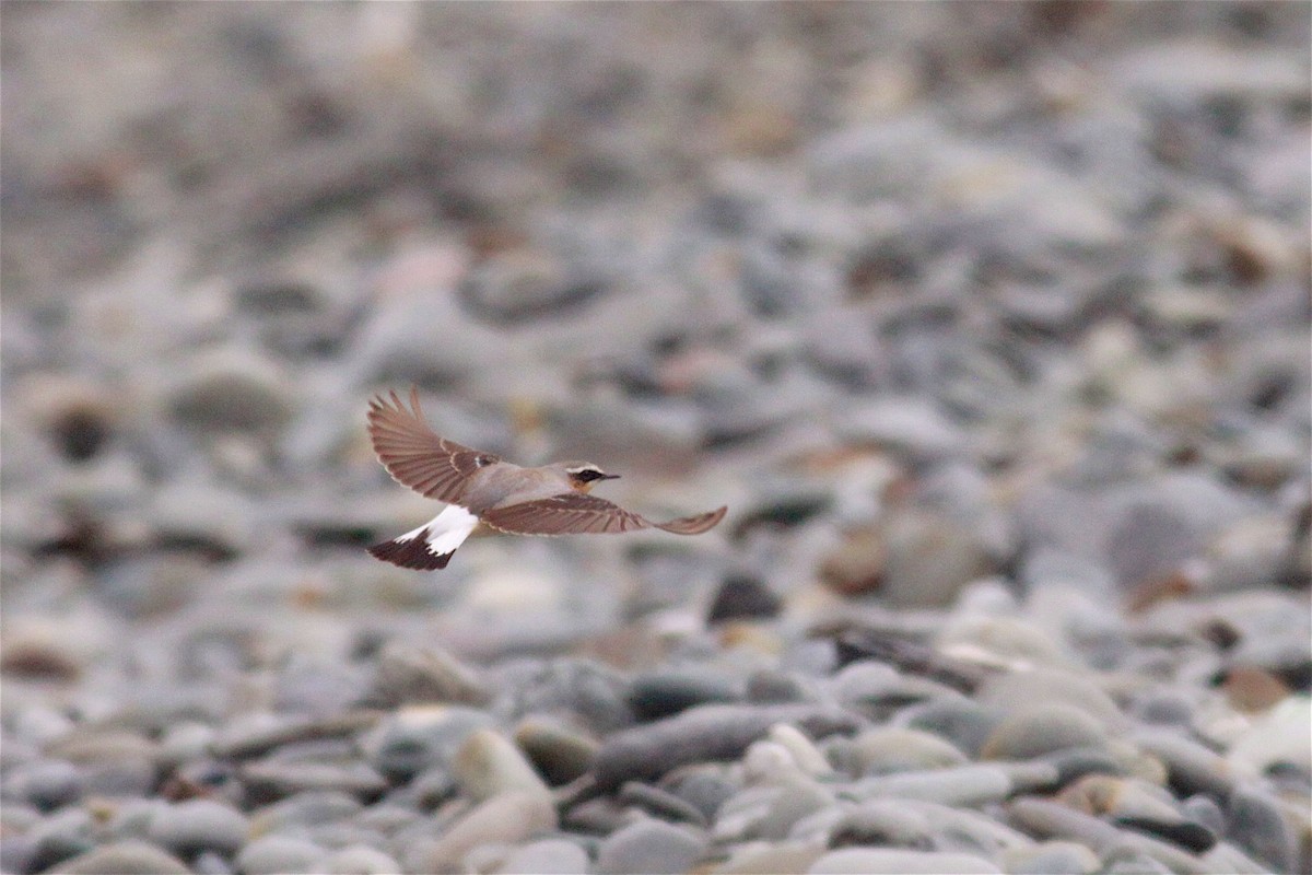 Northern Wheatear - ML527865331