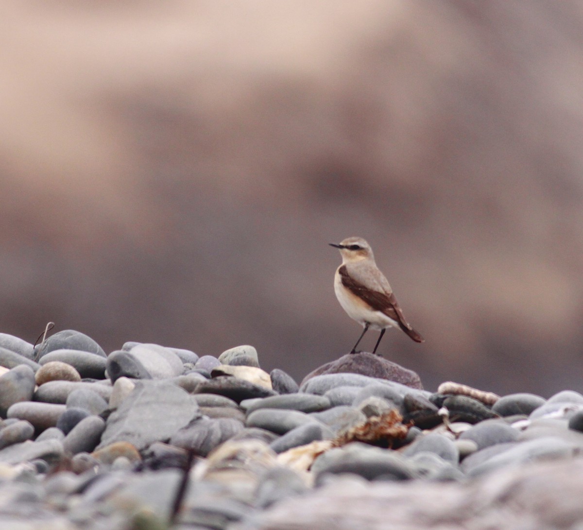 Northern Wheatear - ML527865341