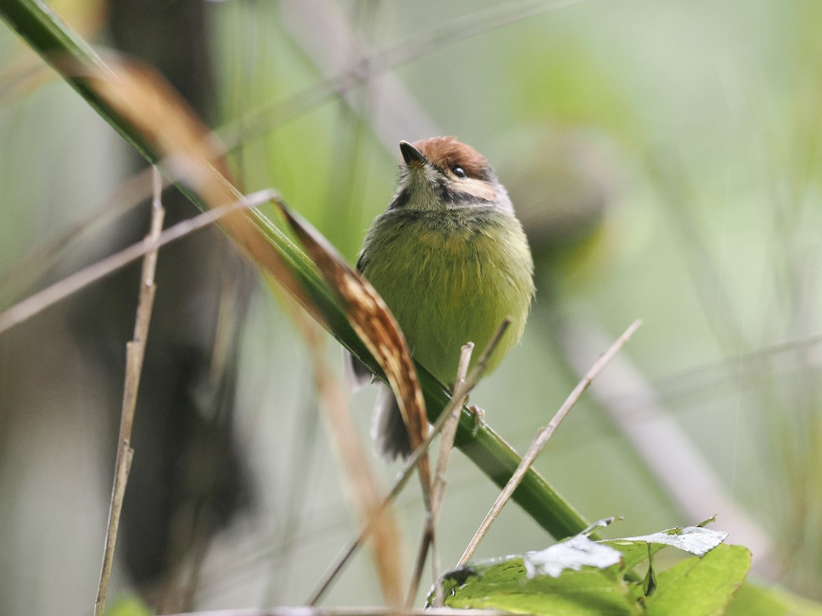 Rufous-crowned Tody-Flycatcher - ML527866251