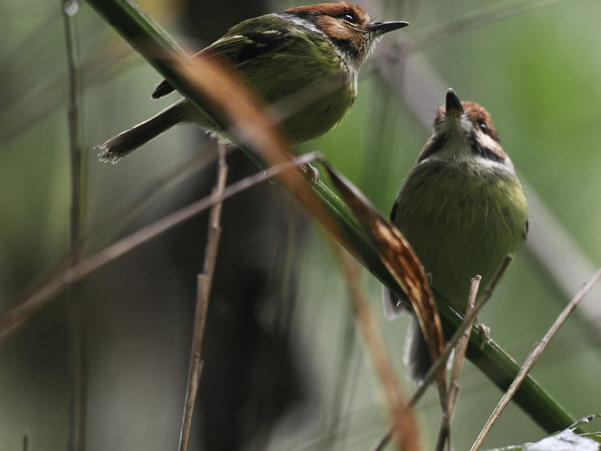 Rufous-crowned Tody-Flycatcher - ML527866261