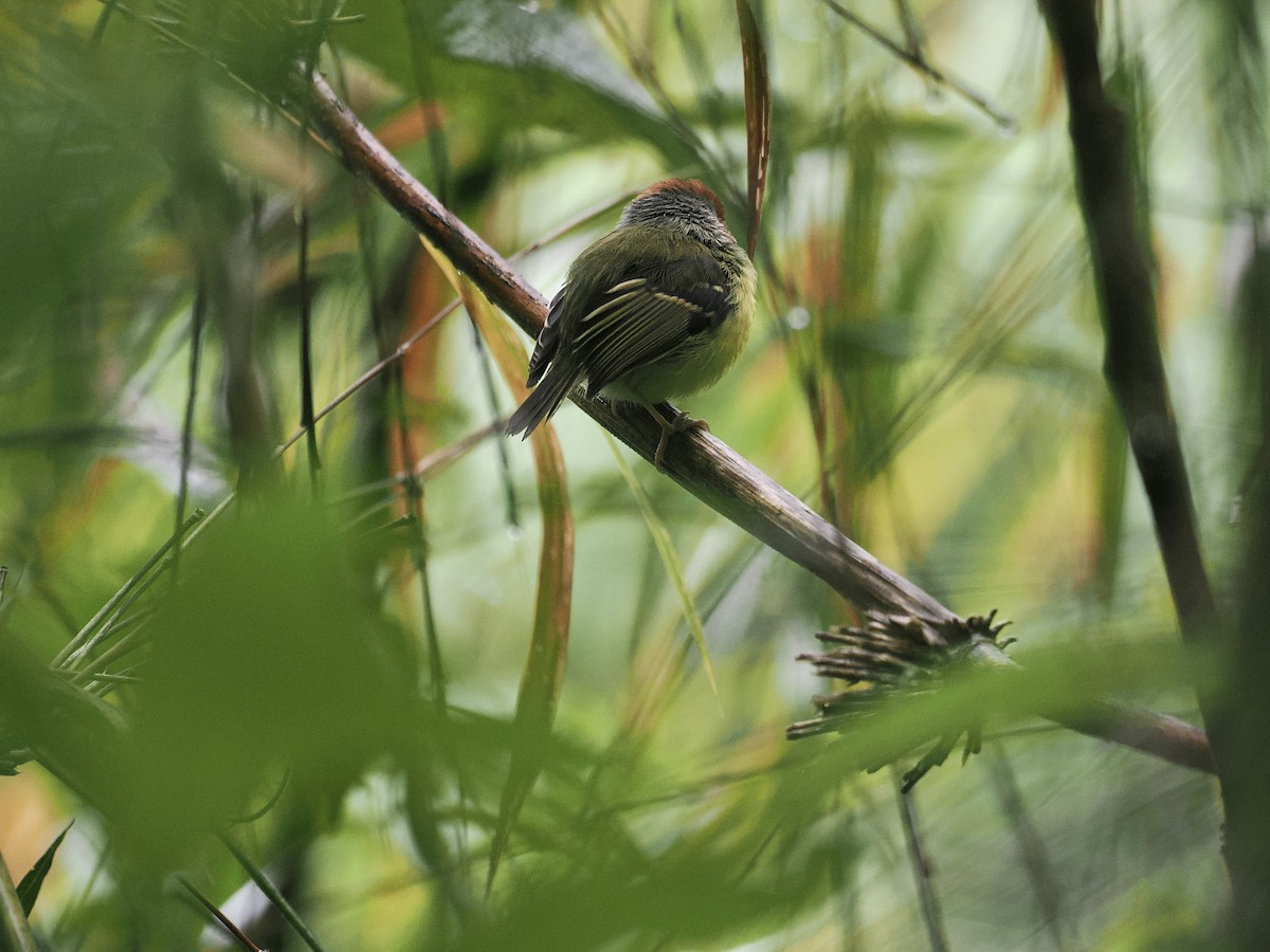 Rufous-crowned Tody-Flycatcher - ML527866281