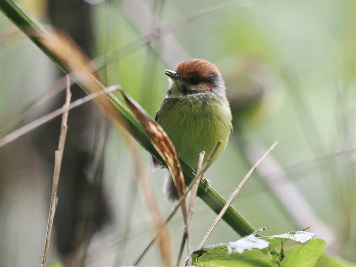 Rufous-crowned Tody-Flycatcher - ML527866291